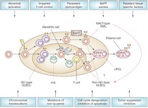 inflammatory subtypes