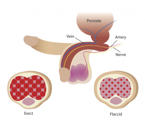 Erectile-dysfunction